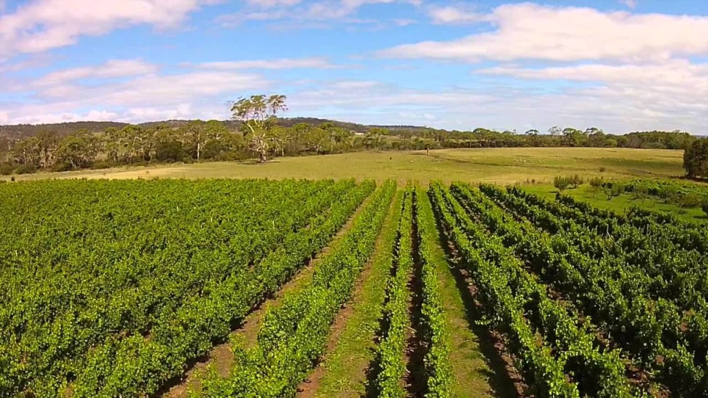 Spring Vale Vineyard